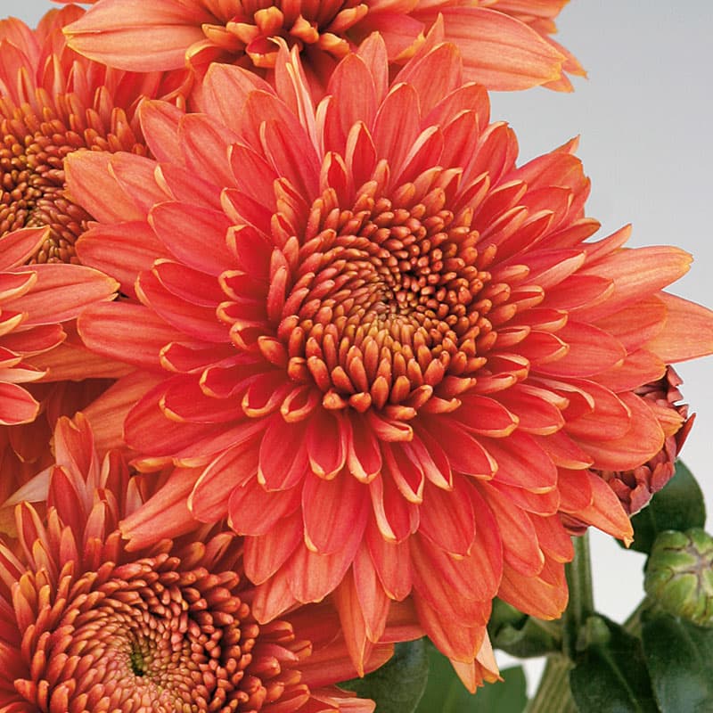 Krysantemum Gompie Red 3-pack, röda blommor utmärkt för snitt. Övervintras svalt