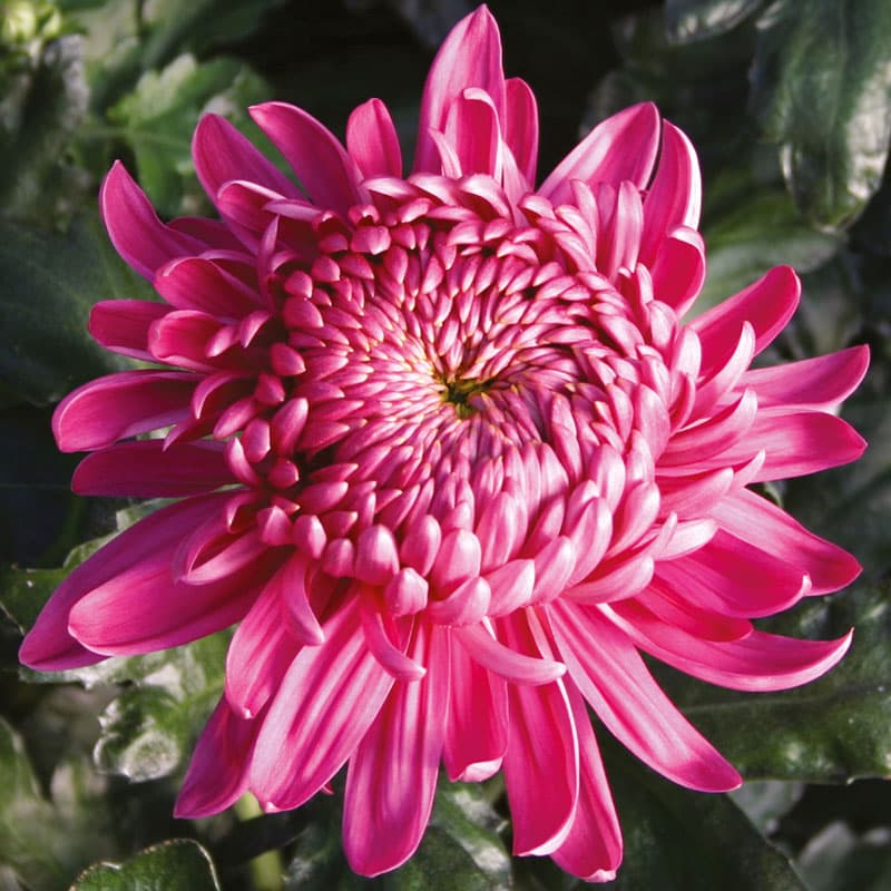 Krysantemum Holiday Purple 3-pack, fyllda lila blommor, utmärkt för snitt. Övervintras svalt