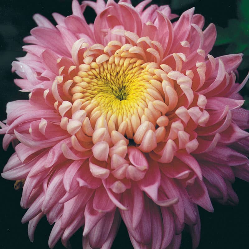 Krysantemum Holiday Rose 3-pack, fyllda rosa blommor utmärkt för snitt. Övervintras svalt
