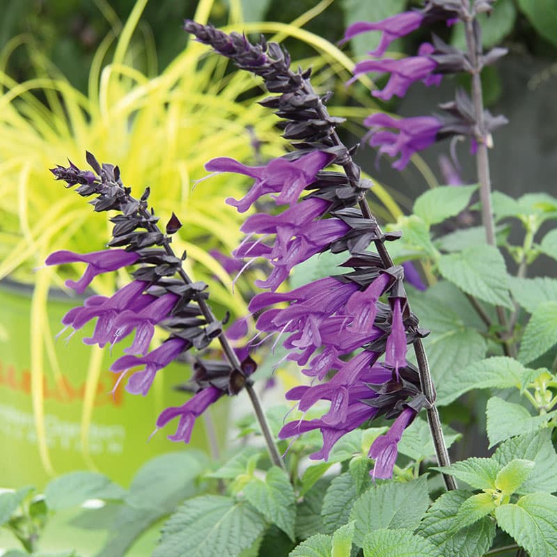 Salvia 'Amistad', 3-pack - Lysande violetta blommor på svarta foderblad, upp till 80 cm hög.