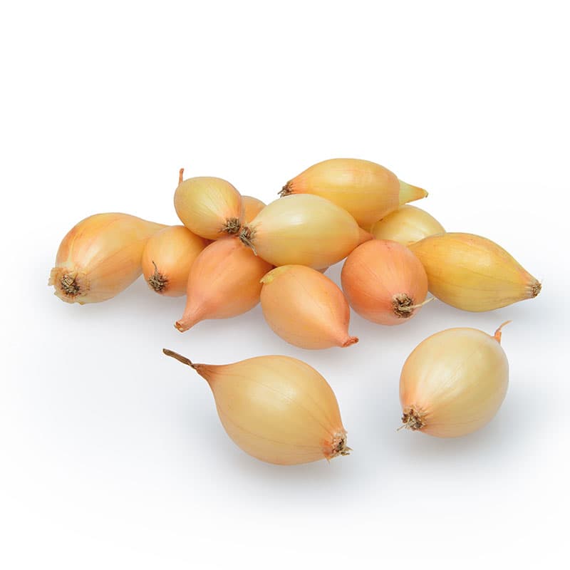 Sättlök 'Crusado', 250 g gulbrun hybridlök starkt rotsystem tidig lagringsduglig