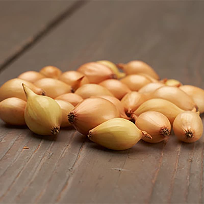 Sättlök 'Cupido', 250 g gyllengul rund lök hög avkastning korttidslagring