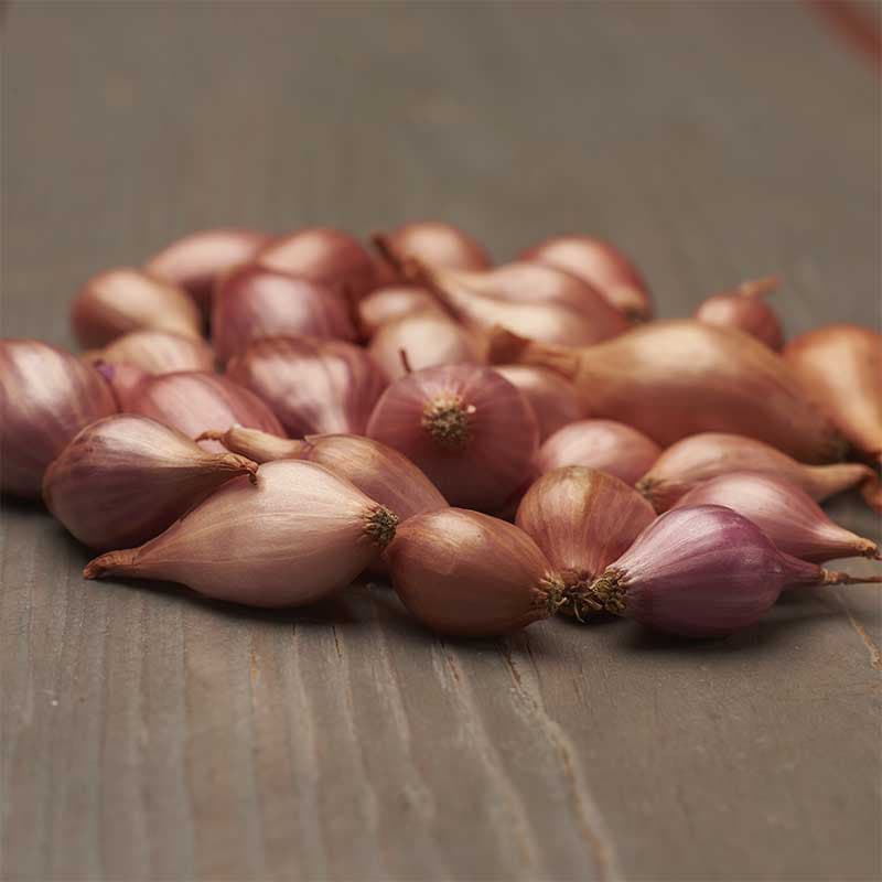 Sättlök 'Pink Rosanna', 250 gram, rosa färg, lökstorlek 8/21, kort lagringsbarhet, medeltidig sort.