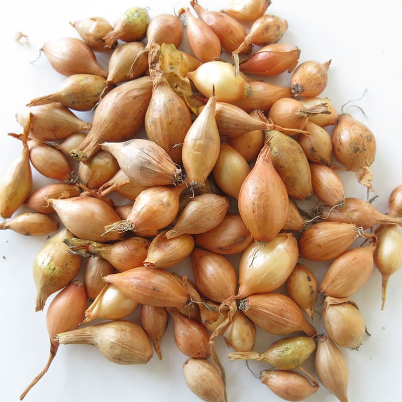 Sättlök 'Sturon', 250 gram, ej värmebehandlad, tidig skörd, lägre skörd än Rijnsburgertyper.