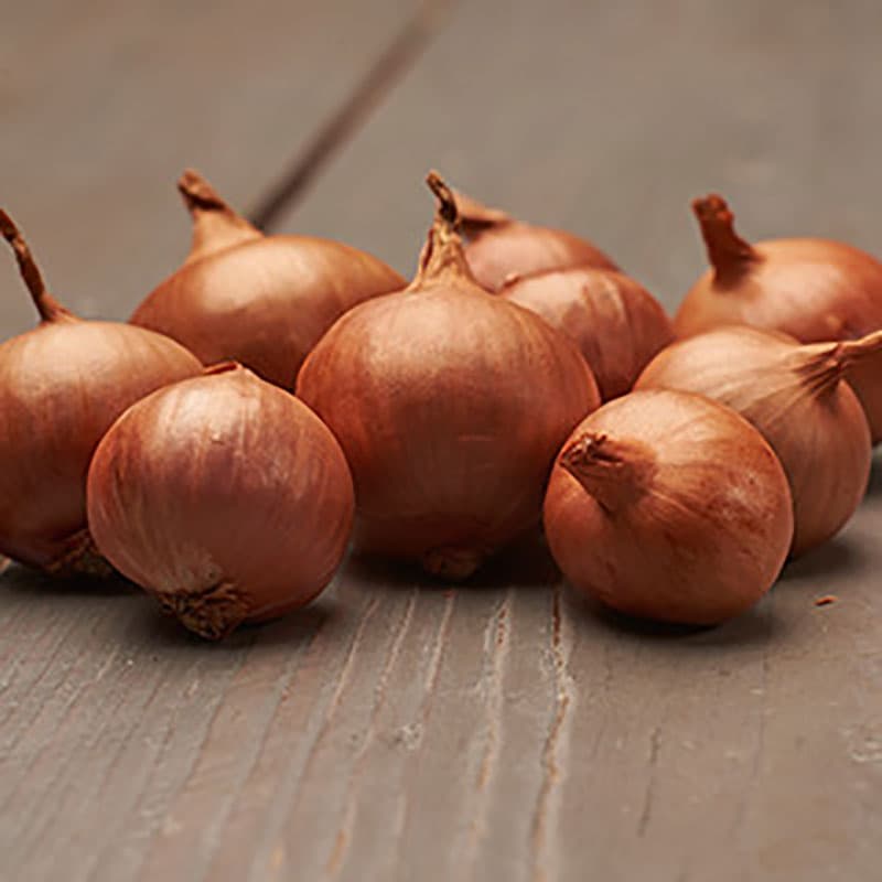 Schalottenlök 'Red Sun', 250 gram, rödbrun, runda lökar, värmebehandlad.