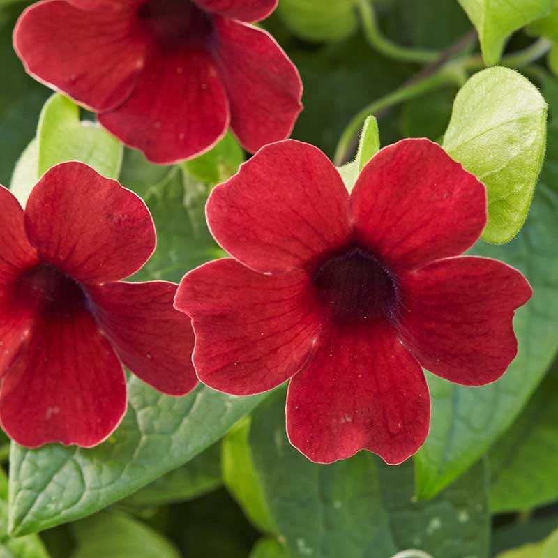 Svartöga 'Sunny Susy® Cherry' (Thunbergia alata), 3-pack, röd, klättrande, lättskött,