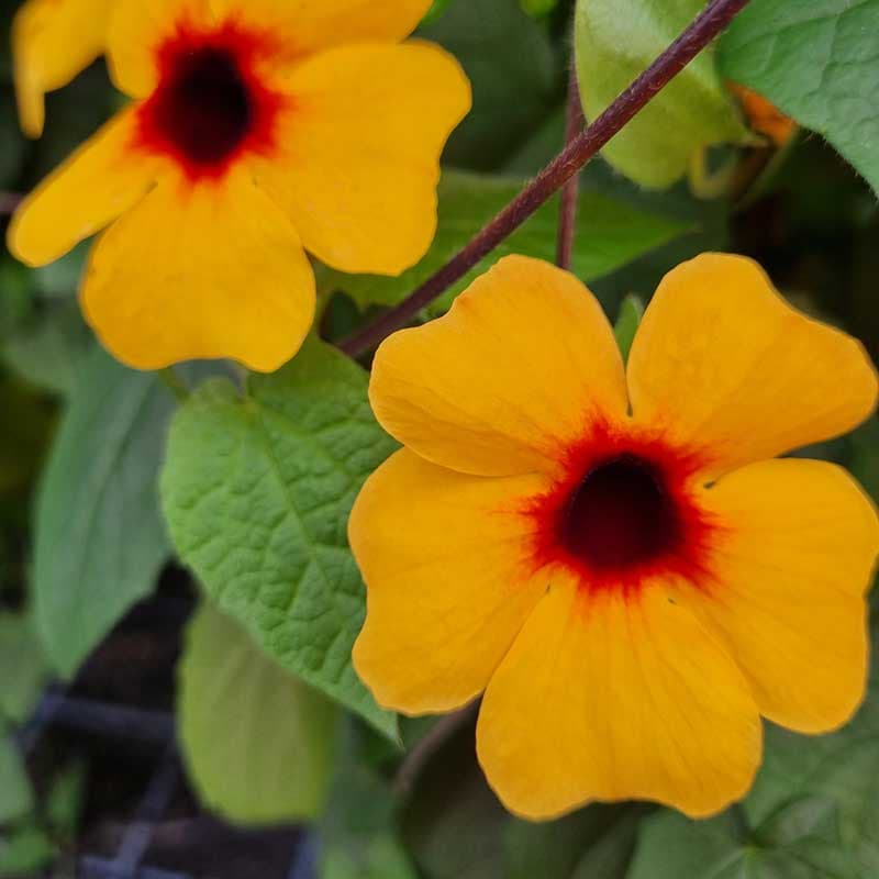 Svartöga 'Sunny Susy® Terracotta' (Thunbergia alata), 3-pack, orange, klättrande, lättskött.