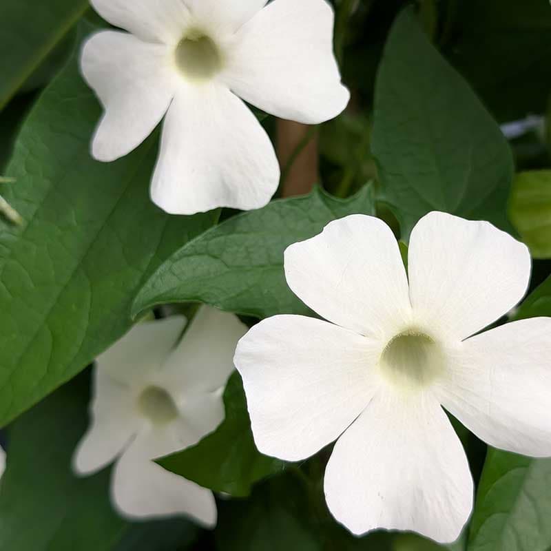 Svartöga 'Sunny Susy® White Wedding' (Thunbergia alata), 3-pack, vit, lättskött, klättrande