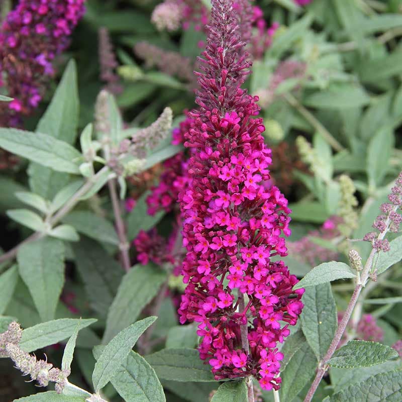 Syrenbuddleja 'Summer Bird® Raspberry' 3-pack, rosaröd,  Fjärilsväxt, pluggplanta