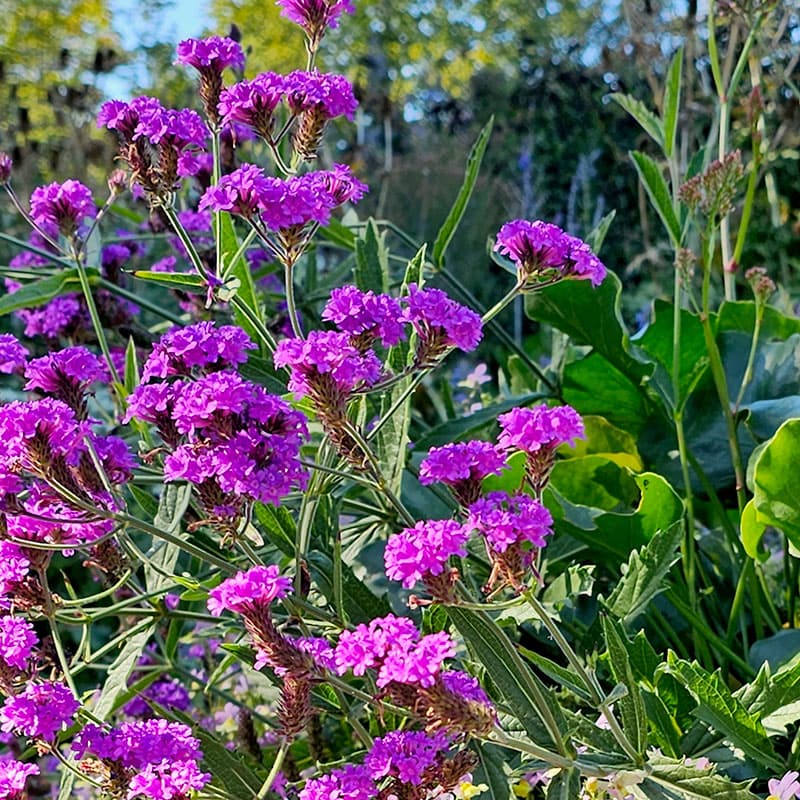 Violverbena Venosa 3-pack, violetta blommor kraftig tillväxt rikblommande för kruka rabatt