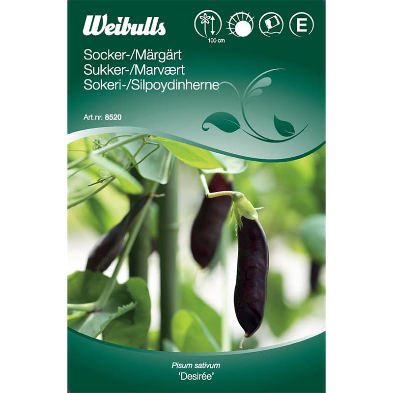 Socker-/Märgärt 'Desiree', mörkt lila baljor, 75-100 cm höjd, skörd juni-sep.