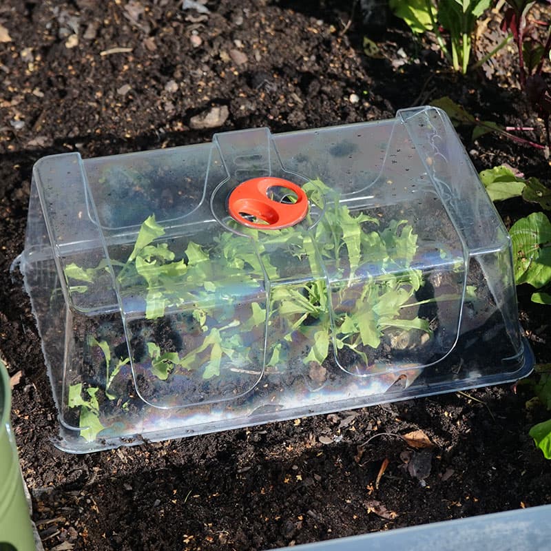 Kupa till minidrivhus, stor, klar plast, 37,5x23x12 cm, extra hög, vridbar ventilation, förlänger säsongen.