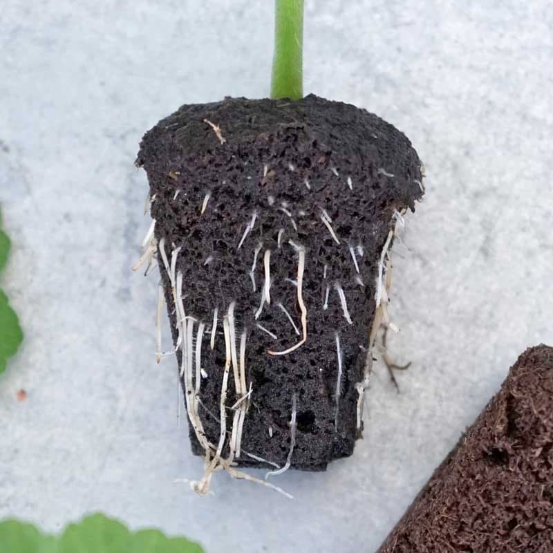 Root Riot, rotningskuber, 10 st, komposterbart material, förbehandlade med mikronäring, för sticklingar och frösådd.