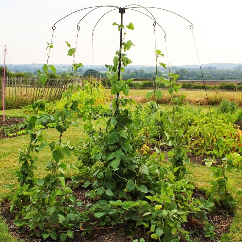 Växtstöd, Parasol Planter Support