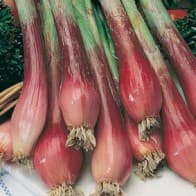 Salladslök 'Red Toga', dekorativ, mild smak, soligt/halvsoligt läge, 300 frön.