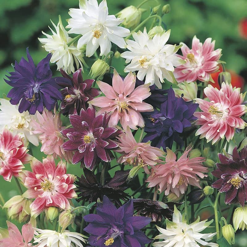 Akleja 'Nora Barlow Mixed', flerfärgade blommor, 75 cm hög, soligt/halvsoligt läge, perenn, 75 frön.