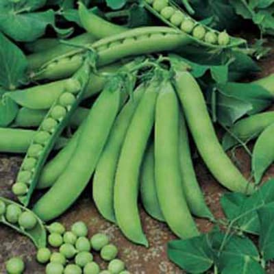 Ärta 'Oskar', soligt läge, köksväxt, 300 frön, stora skördar, motståndskraftig mot Fusarium.