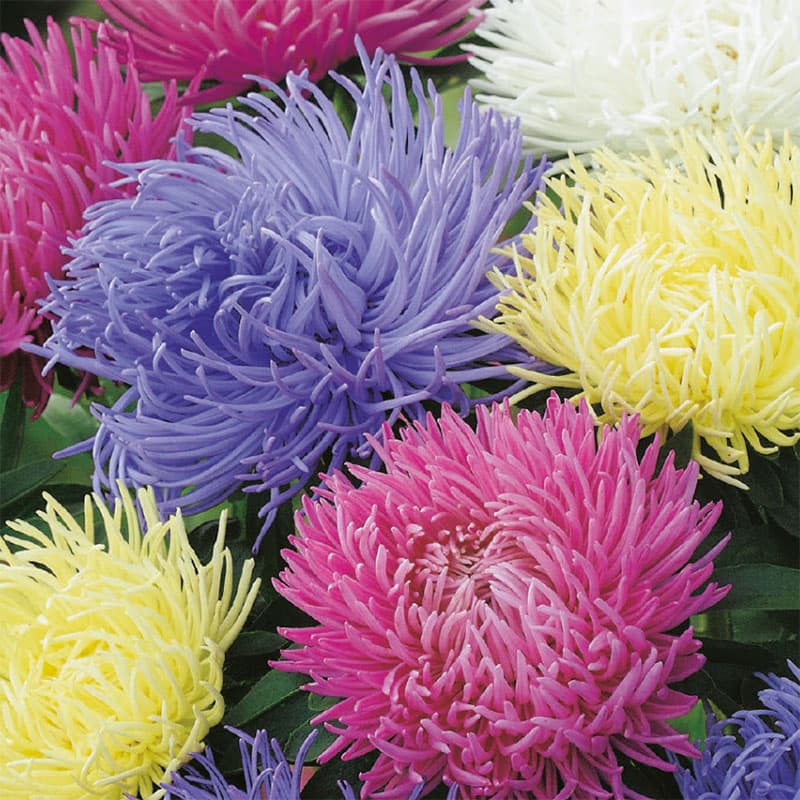 Aster 'Playtime', flerfärgad, höjd: 70 cm, växtsätt: ettårig, läge: soligt/halvsoligt, antal frön: 150.