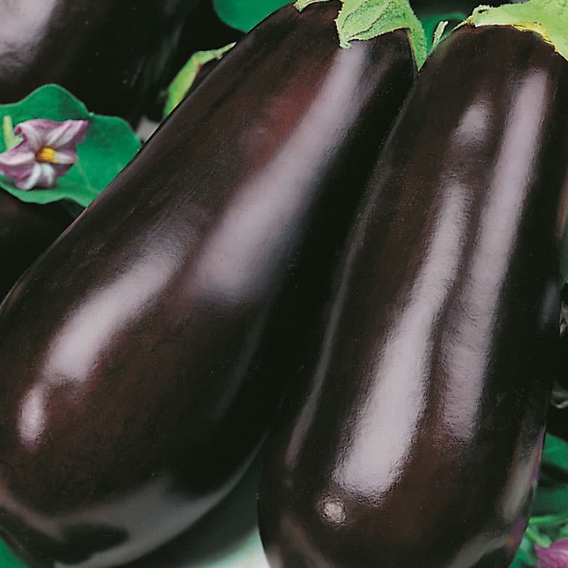 Aubergin 'Early Long Purple 2', avlånga frukter upp till 25 cm, soligt läge, lättodlad, 100 frön.