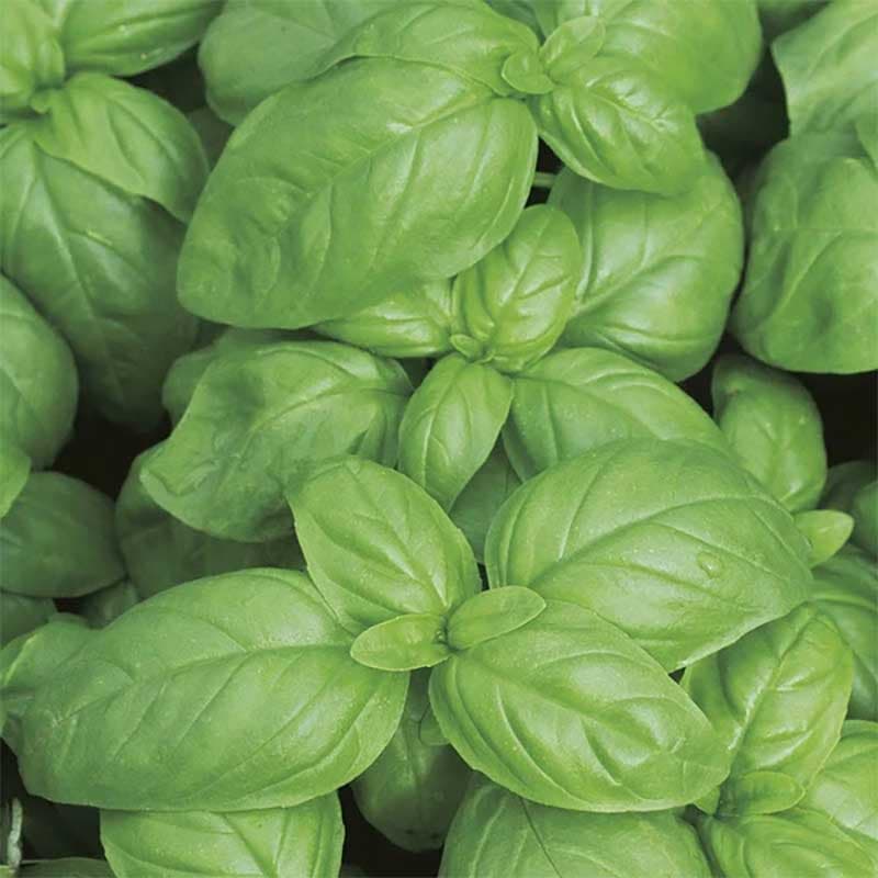 Basilika 'Aroma 2' F1, mörkgröna blad, söt smak, 30 cm hög, soligt läge, lättodlad, 250 frön.