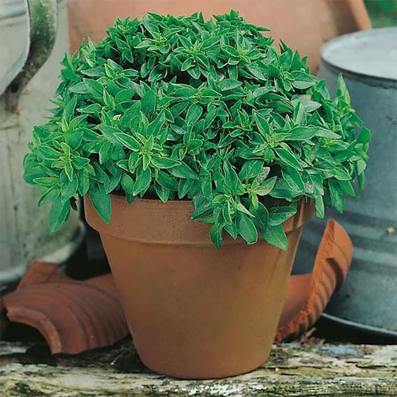 Basilika 'Minette', dvärgväxande, små blad, mycket smak, höjd 15 cm, soligt läge, ätlig.