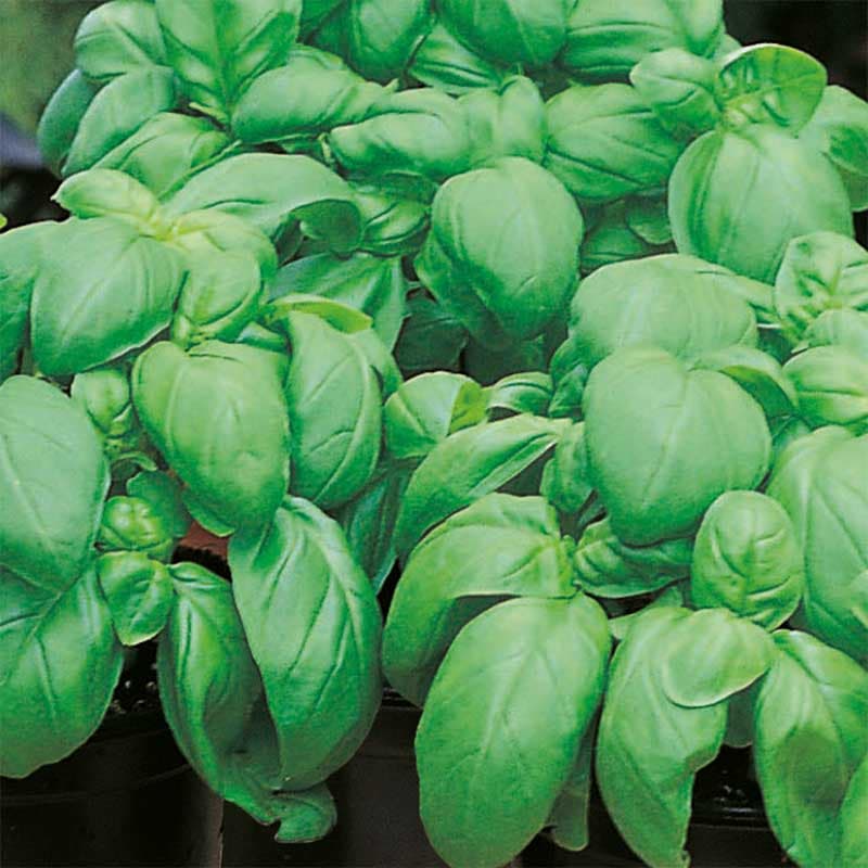 Basilika 'Sweet', grön, klassisk smak, höjd ca 40 cm, sol/halvskugga, lättodlad, inomhus, ca 500 frön.