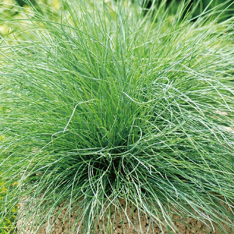 Blåsvingel, blågrå smala blad, 30 cm höjd, sol/halvskugga, väldränerad jord, ca 100 frön.