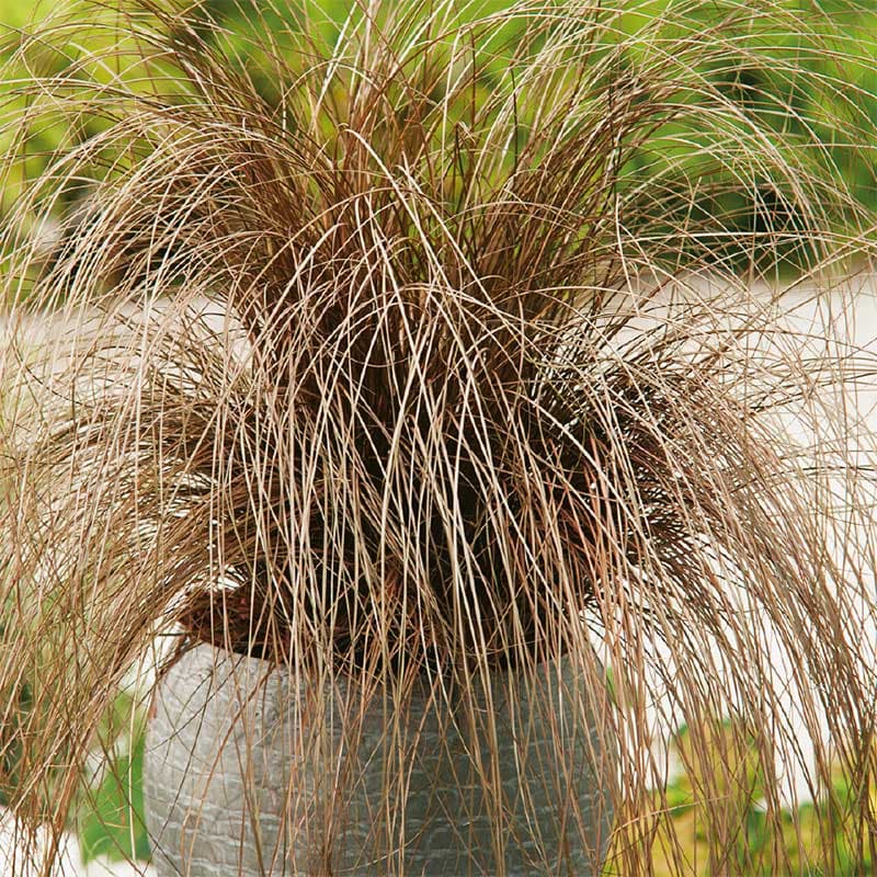 Bronsstarr 'Bronze', bronsfärgade blad, höjd 40-50 cm, sol/halvskugga, väldränerad jord, ca 40 frön.