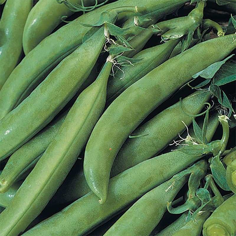 Brytsockerärt 'Delikett', kompakt växtsätt, höjd 75 cm, skördetid maj-sep, 150 frön.