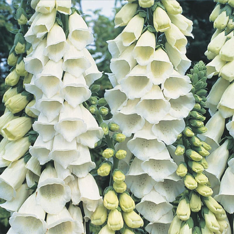 Fingerborgsblomma 'Alba', vit, 1-2 m, sol-halvskugga, två-årig, 1000 frön.