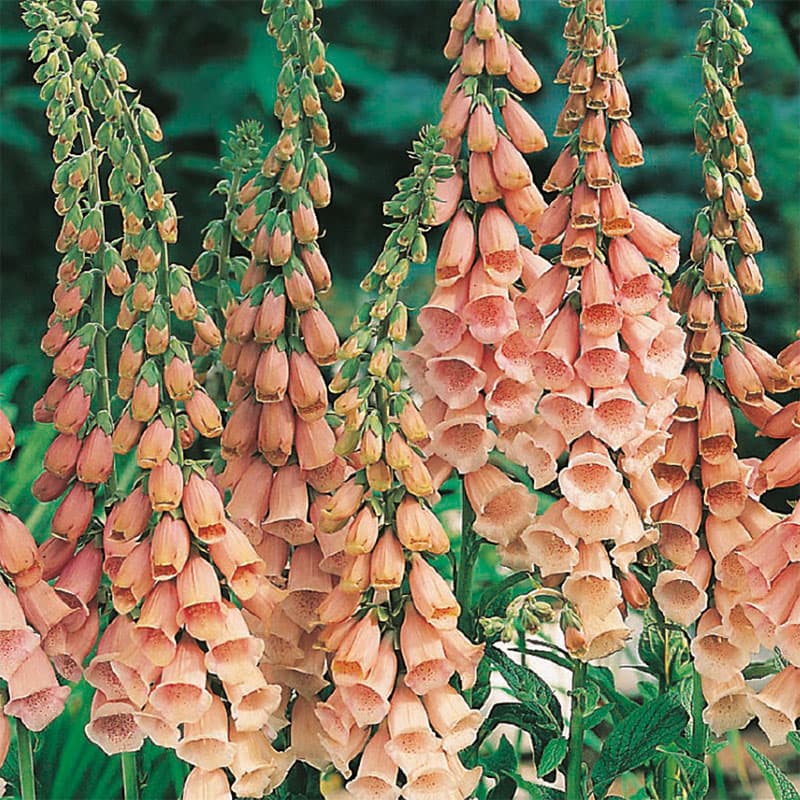 Fingerborgsblomma 'Apricot Delight', aprikosfärgade spiror, 1-2 meter, sol/halvskugga, två-årig.