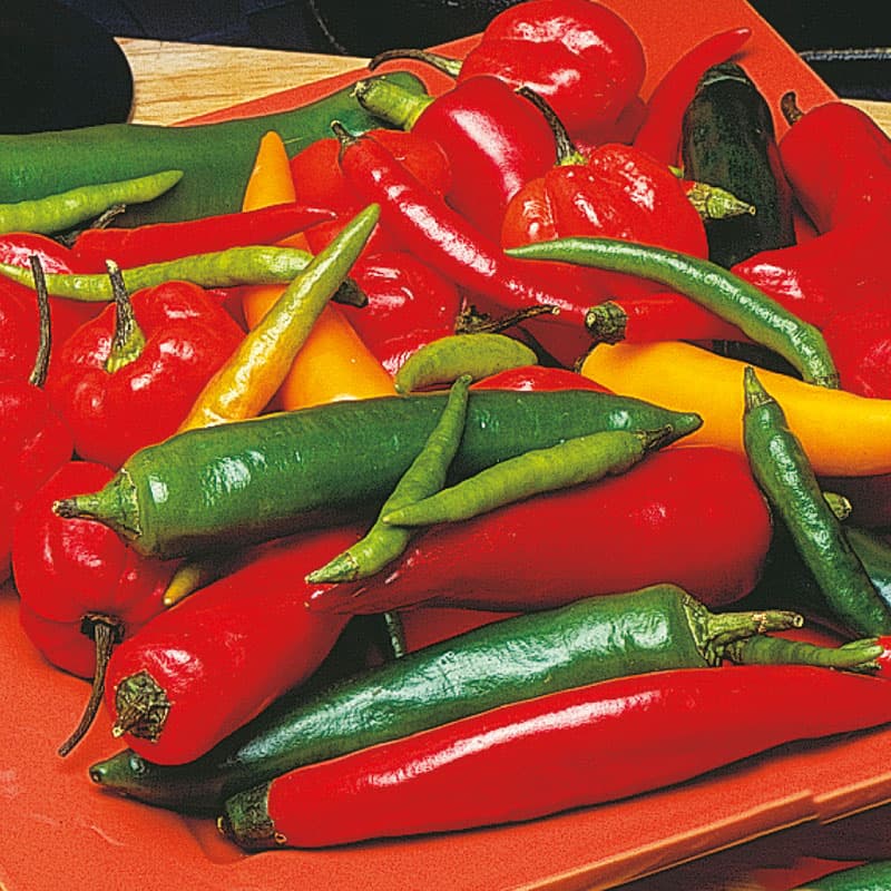 Chilipeppar 'Caribbean Blend', blandade färger, former, storlekar, styrka 4, soligt läge, 30 frön.