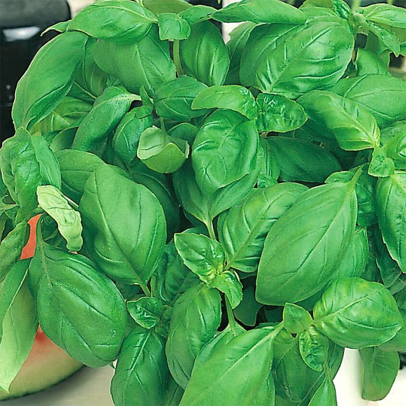 Basilika 'Sweet', ekologisk, gröna blad, 30 cm, ca 300 frön, klassisk basilikasmak, lättodlad, sol.