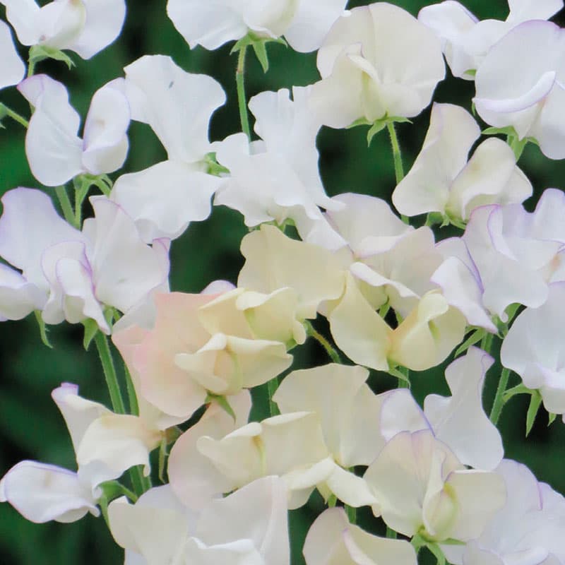 Luktärt 'Lady Salisbury', vit, 180 cm, soligt läge, 20 frön, väldoftande blommor.