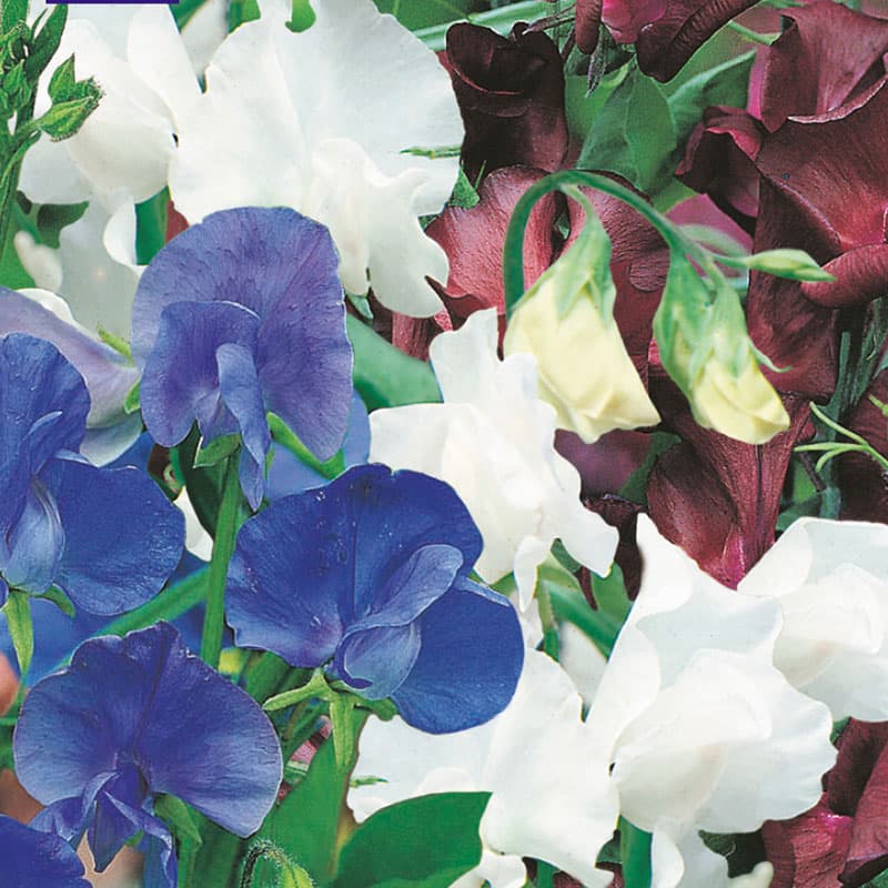 Luktärt 'Little Bit O Magic', Vit, blå, vinröd, höjd 180 cm, soligt läge, 25 frön.