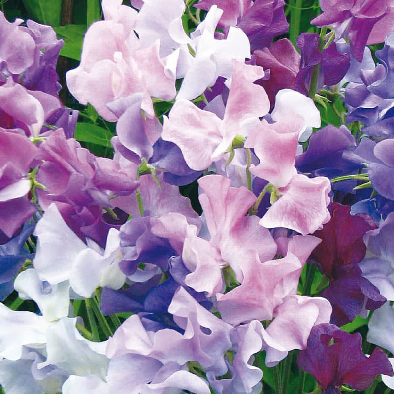 Luktärt 'Twilight', färger: vit, rosa, lila, blå, höjd: 180 cm, soligt läge, 25 frön.