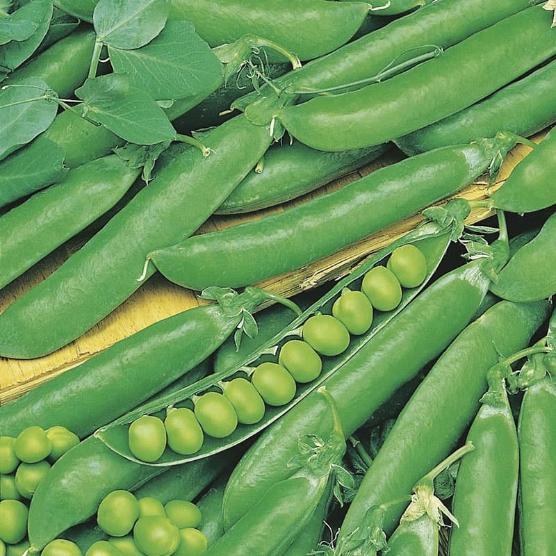 Märgärt 'Rondo', ekologisk, robust växtsätt, resistent mot sjukdomar, söt smak, 150 frön.