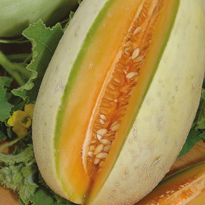 Melon 'Melba', grön, söt, upp till 700 gram, snabbväxande, slingrande, varmt läge, 20 frön.