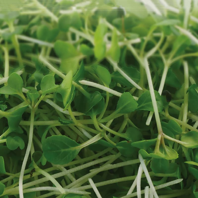 Mikroblad, Sellerikål Pak Choi, smaragdgröna blad, mild smak, klar på 16-21 dagar, 1500 fröer.
