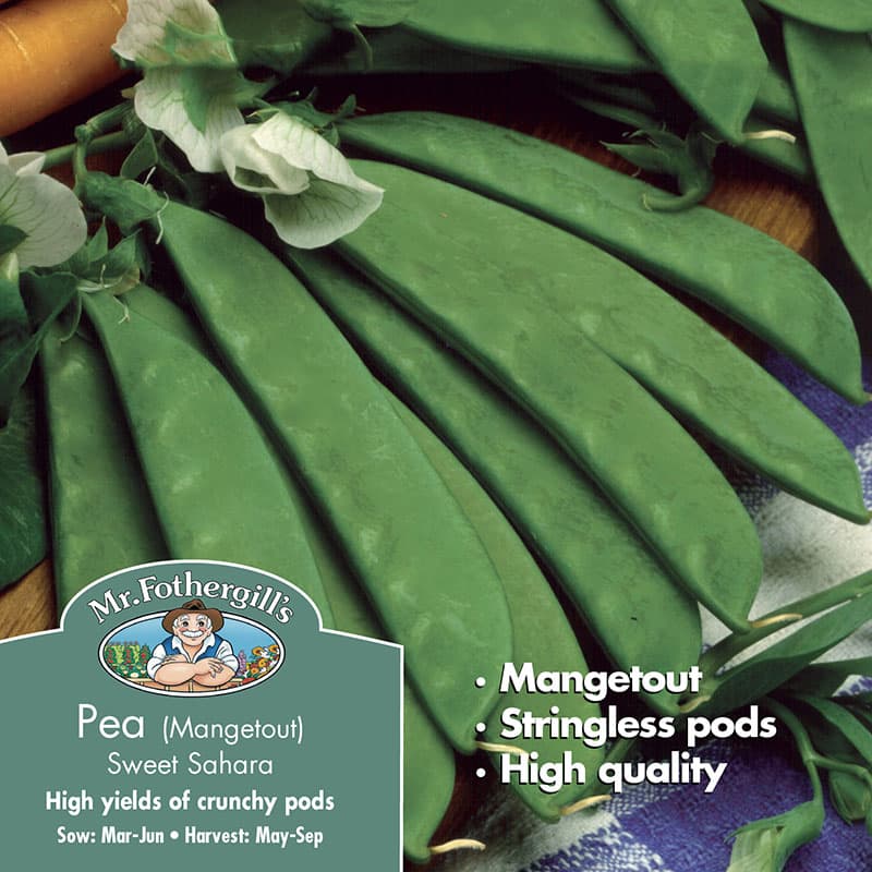 Sockerärt 'Sweet Sahara', lågvuxen, robust växtsätt, trådfria baljor, 250 frön.