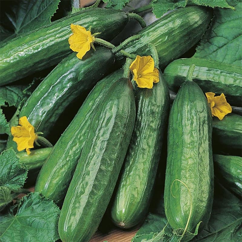 Gurka 'Emilie' F1, grön, krispig, ca 20 cm lång, honblommor, motståndskraftig mot virus.