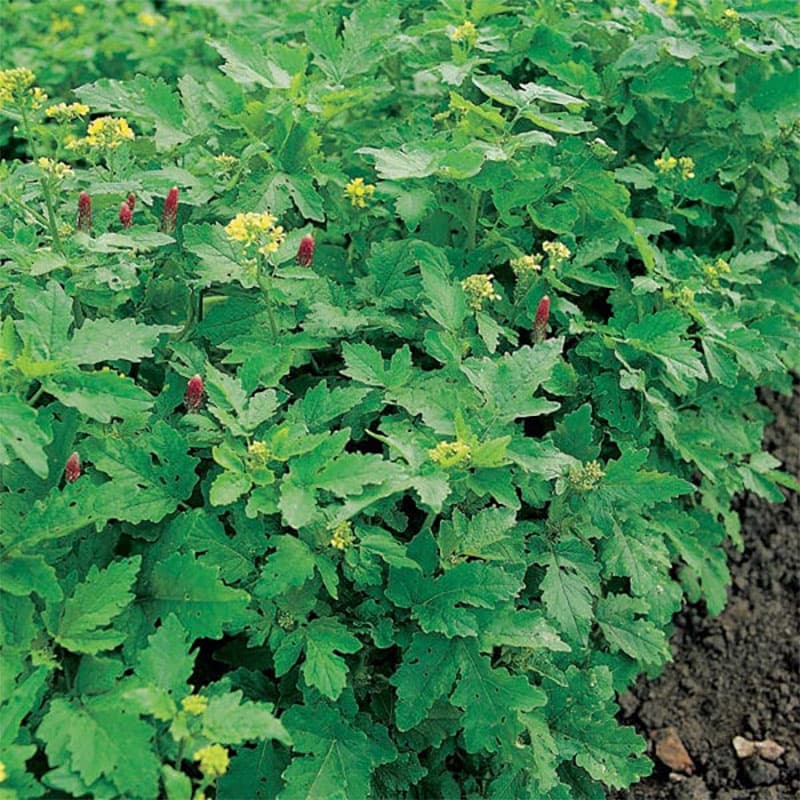 Gröngödsling höstmix: blandning av trifolium incarnatum, pratense, lolium multiflorum, sinapsis alba.
