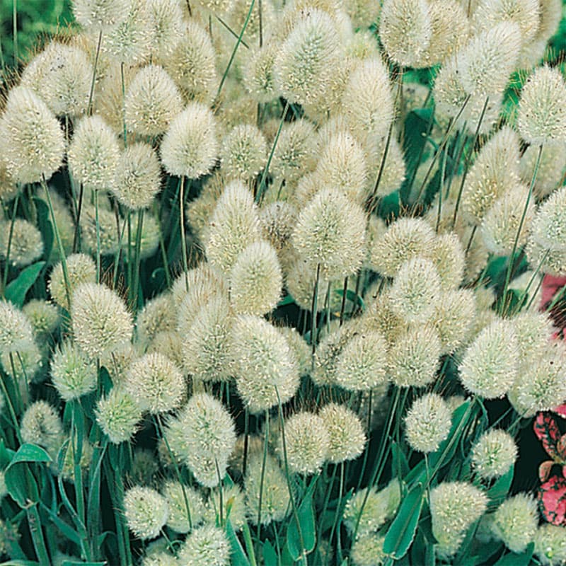 Harsvans 'Bunny Tails', grön, ettårig gräs, 20 cm, soligt/halvsoligt, lättodlad, 150 frön.