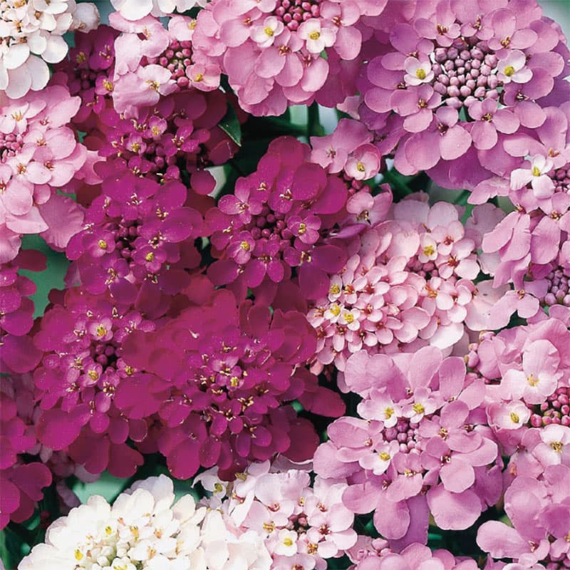 Roseniberis 'Fairy', blomma, vit och rosa, 20 cm, soligt läge, lättodlad, 500 frön.