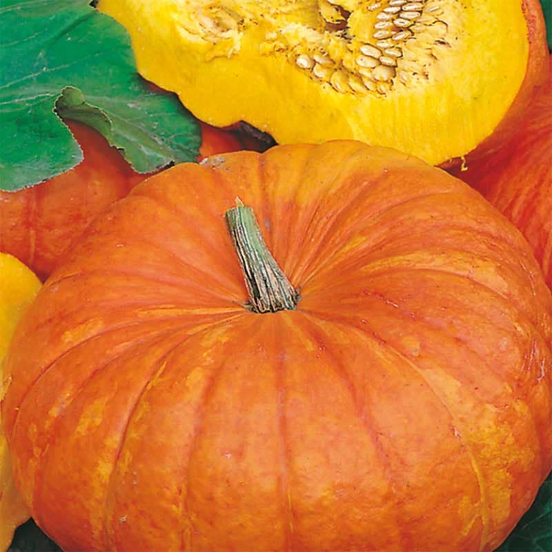 Jättepumpa 'Rouge vif d'Etampes', apelsinorange skal, ettårig, soligt läge, 10 frön.