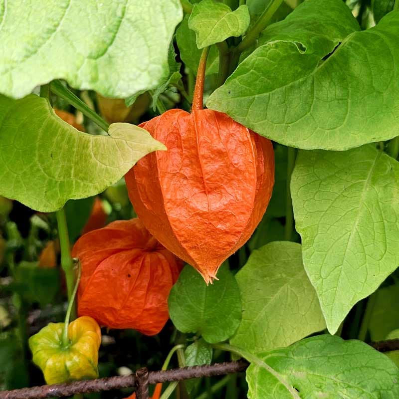 Judekörs, Physalis, röd färg, 60 cm höjd, soligt läge, perenn, 150 frön.