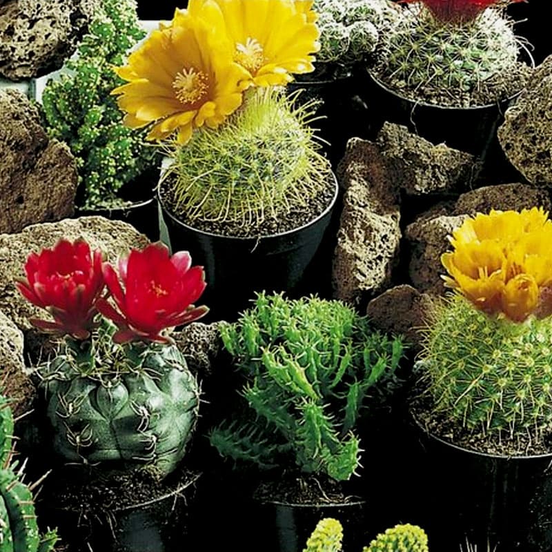 Kaktus 'Superfine Mixed', 10-30 cm, soligt läge, krukväxt, såtid året om, blomning vår-sommar, 30 fröer.