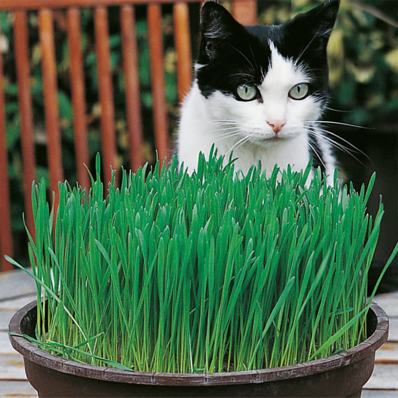 Kattgräs, snabbväxande skott, ettårig gräs, soligt läge, året om såtid, bidrar till kattens matsmältning.