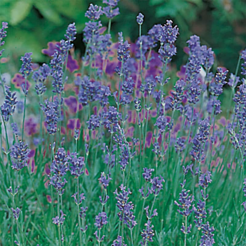 Lavendel 'Munstead Strain', aromatiska blad, 60 cm, soligt läge, perenn, 150 frön.