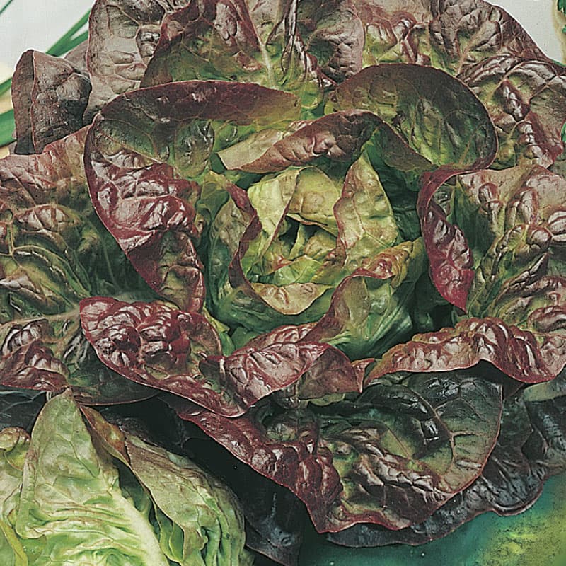 Sallat 'Merveille des Quatre Saisons', gröna blad med rödaktig kant, soligt/halvsoligt läge, 1250 frön.